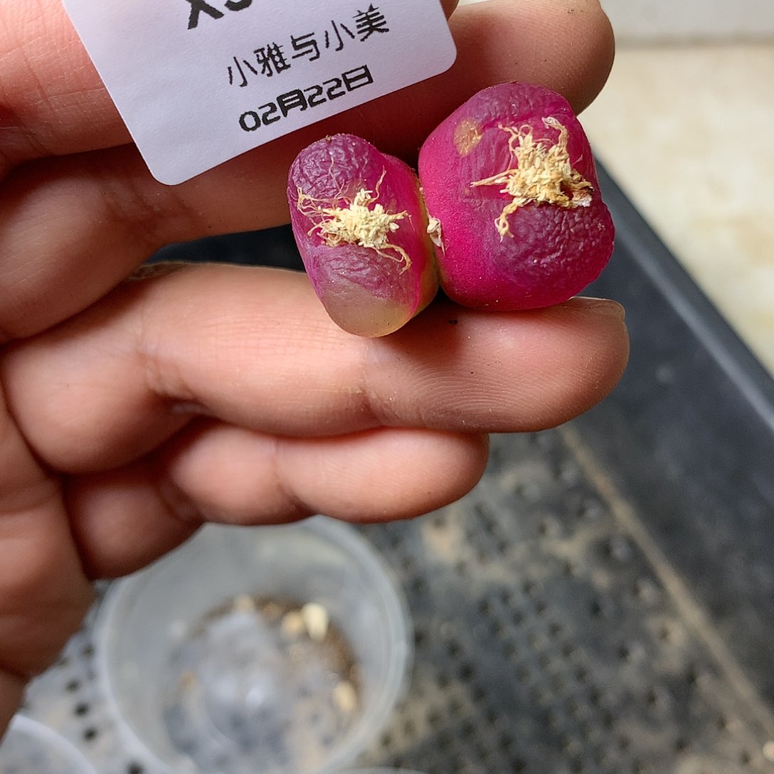 X318多肉植物保护研究所