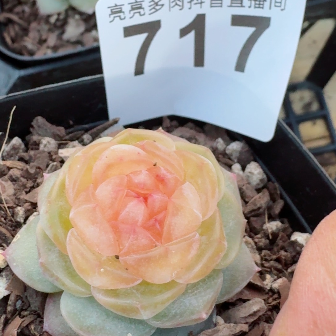 黄桃母本         精品多肉