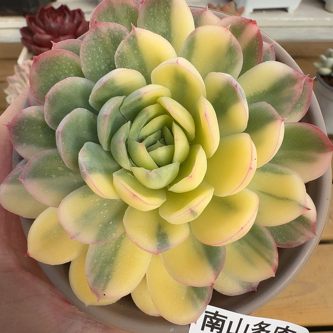 草莓冰锦111129-71