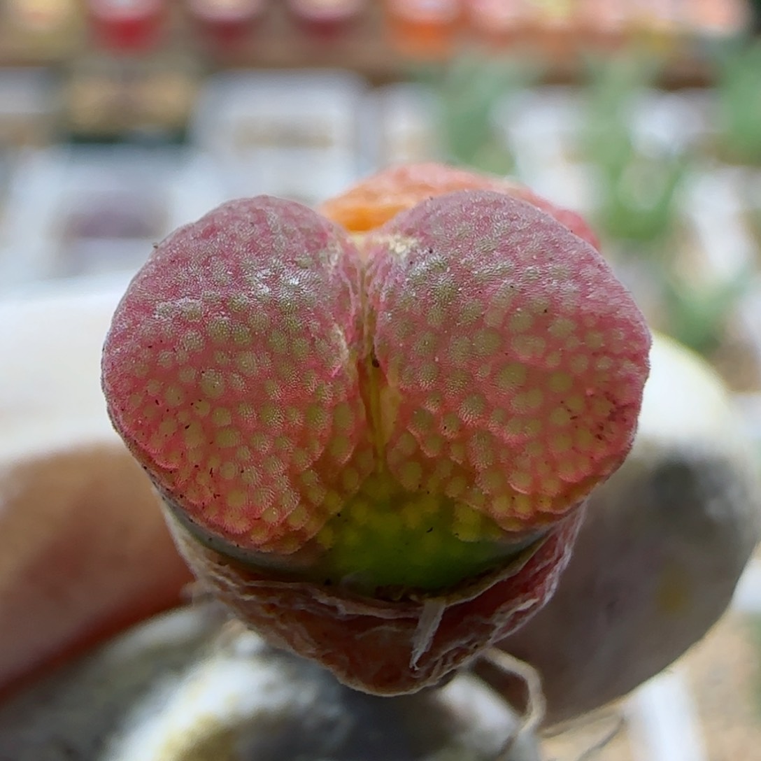 2-21-1-6当天满58包邮绝绝子风铃1cm多肉