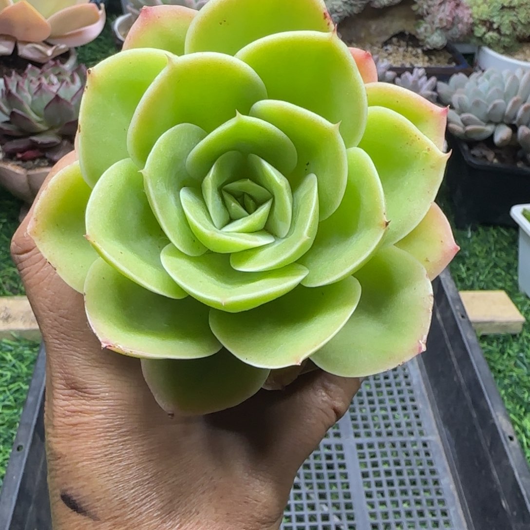 锦安精品多肉植物251