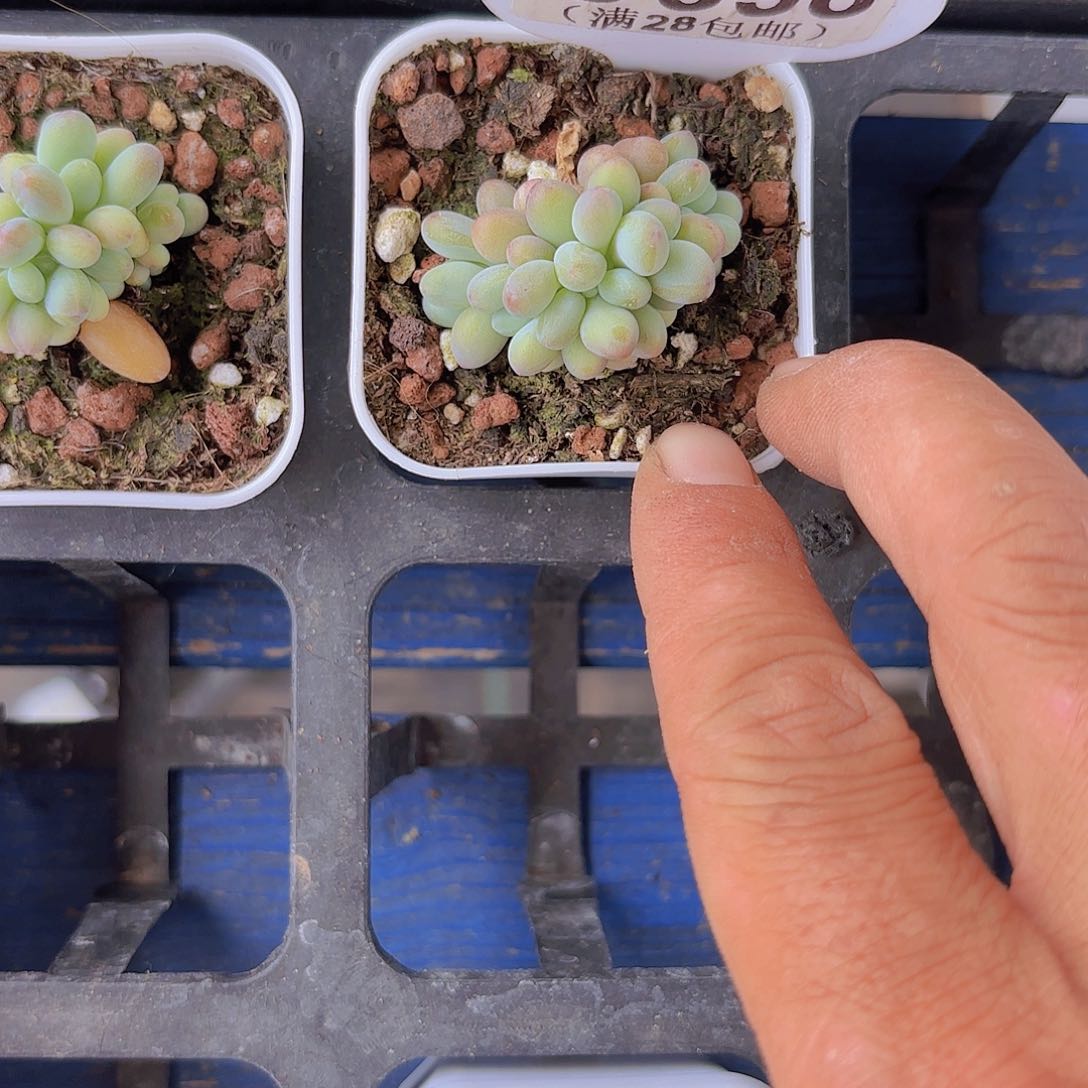 B898苹果奶一物一拍