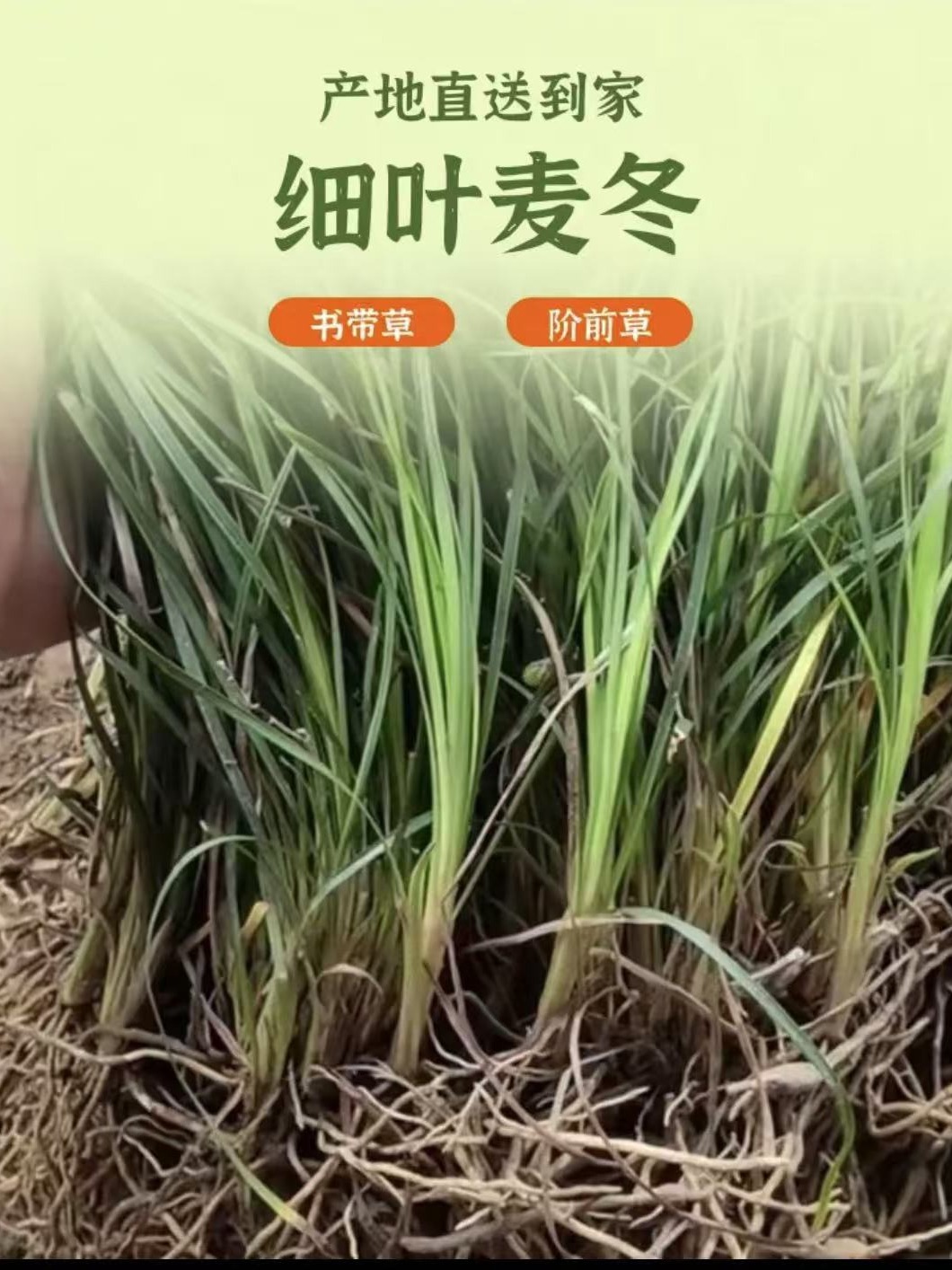 细叶麦冬苗绿化植物四季常青现挖现发麦冬草苗