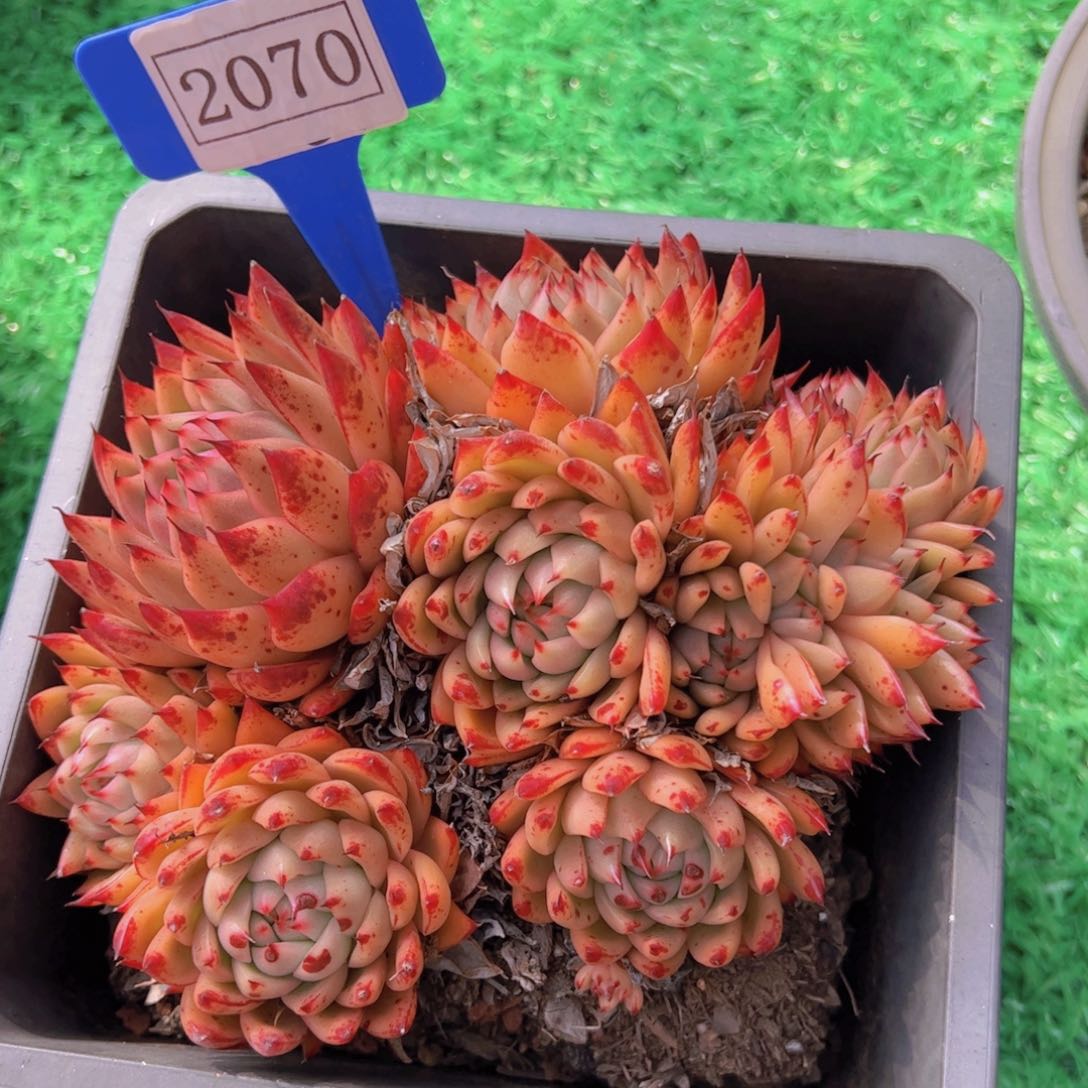 胖****猫杂交2070一物一拍