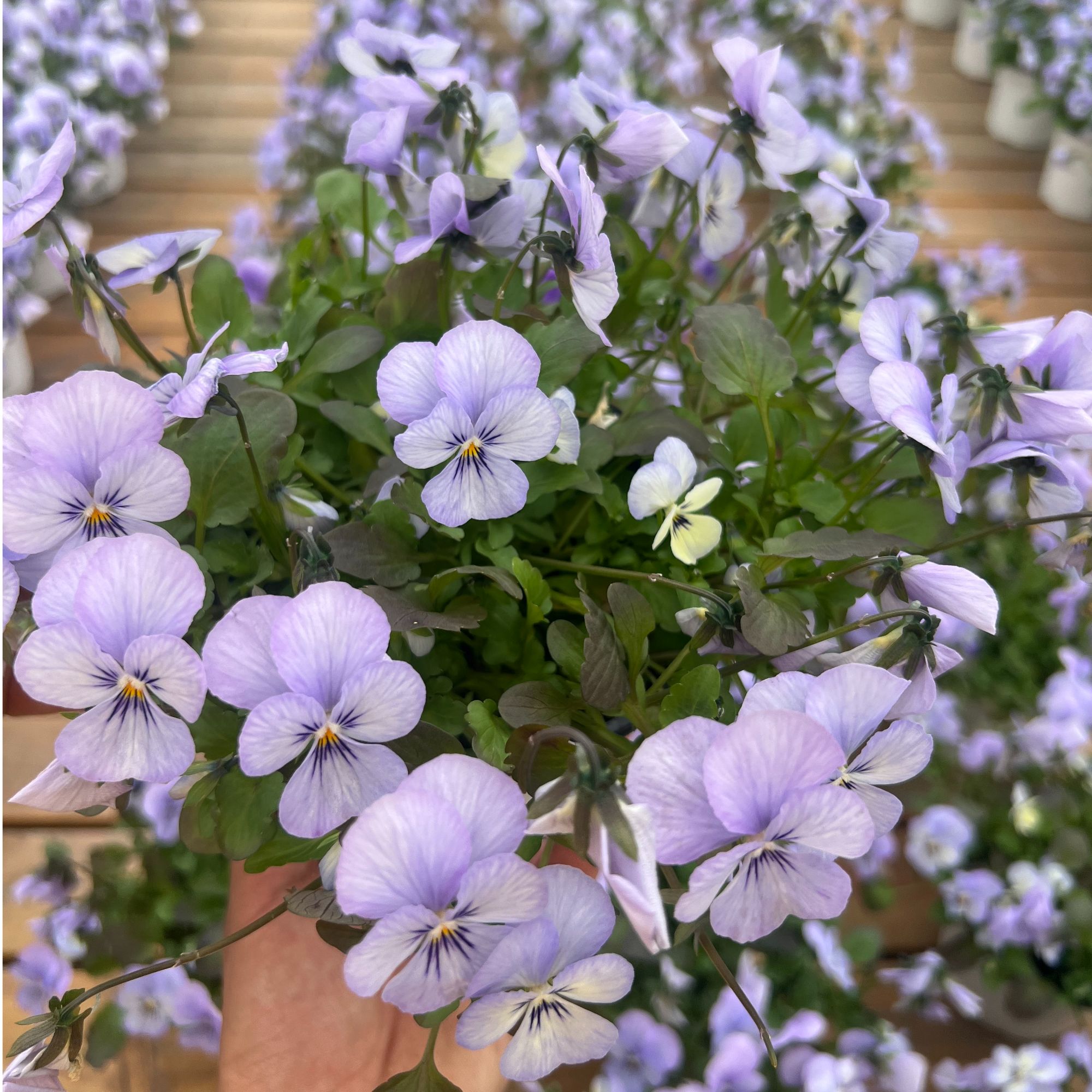 【上海金山】三色角堇盆栽花卉耐寒易养适合阳台庭院种植