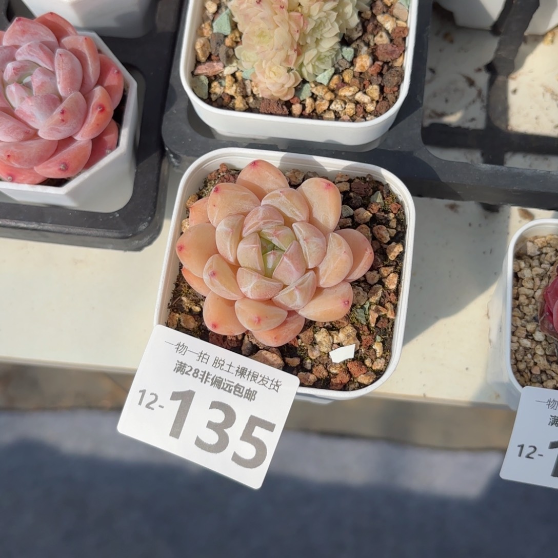 璇玑多肉多肉多肉