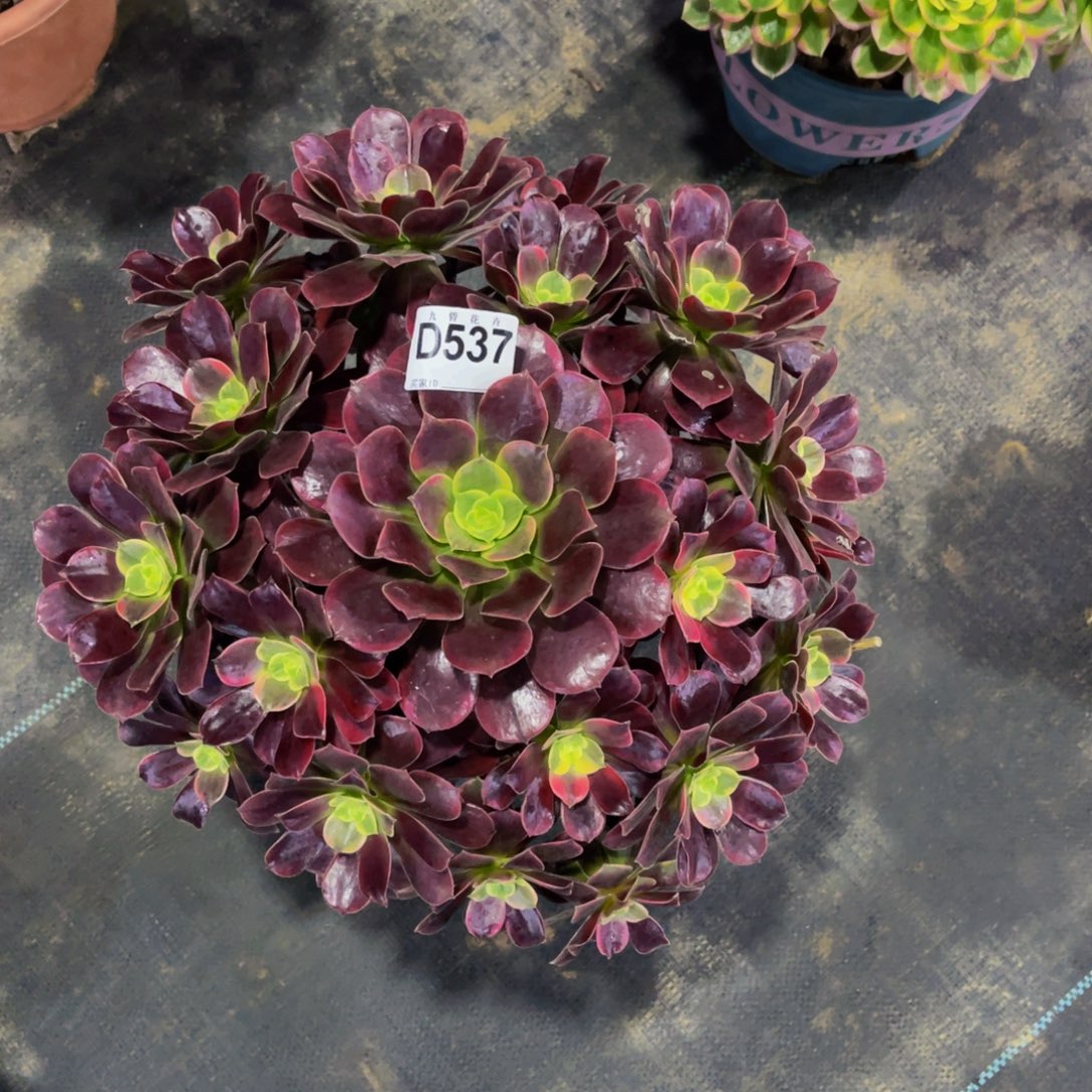 53700金丝雀福利可以拍