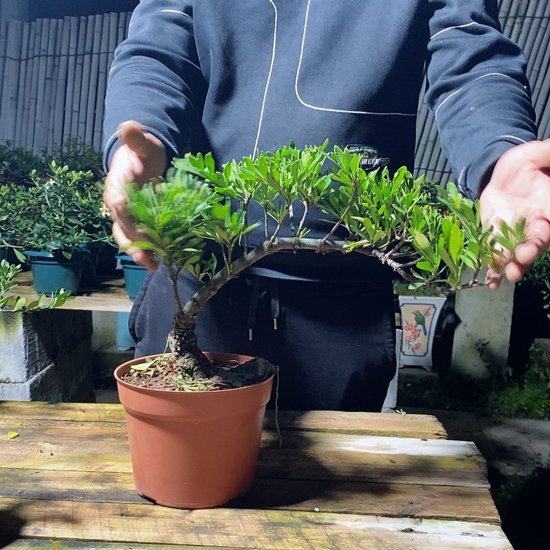 无花朵、**胖栀子花