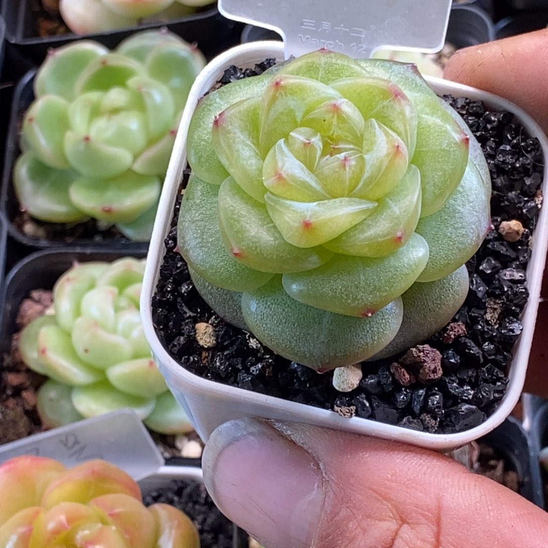 天官赐福百无禁忌