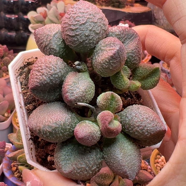 月***白             水蜜桃。  