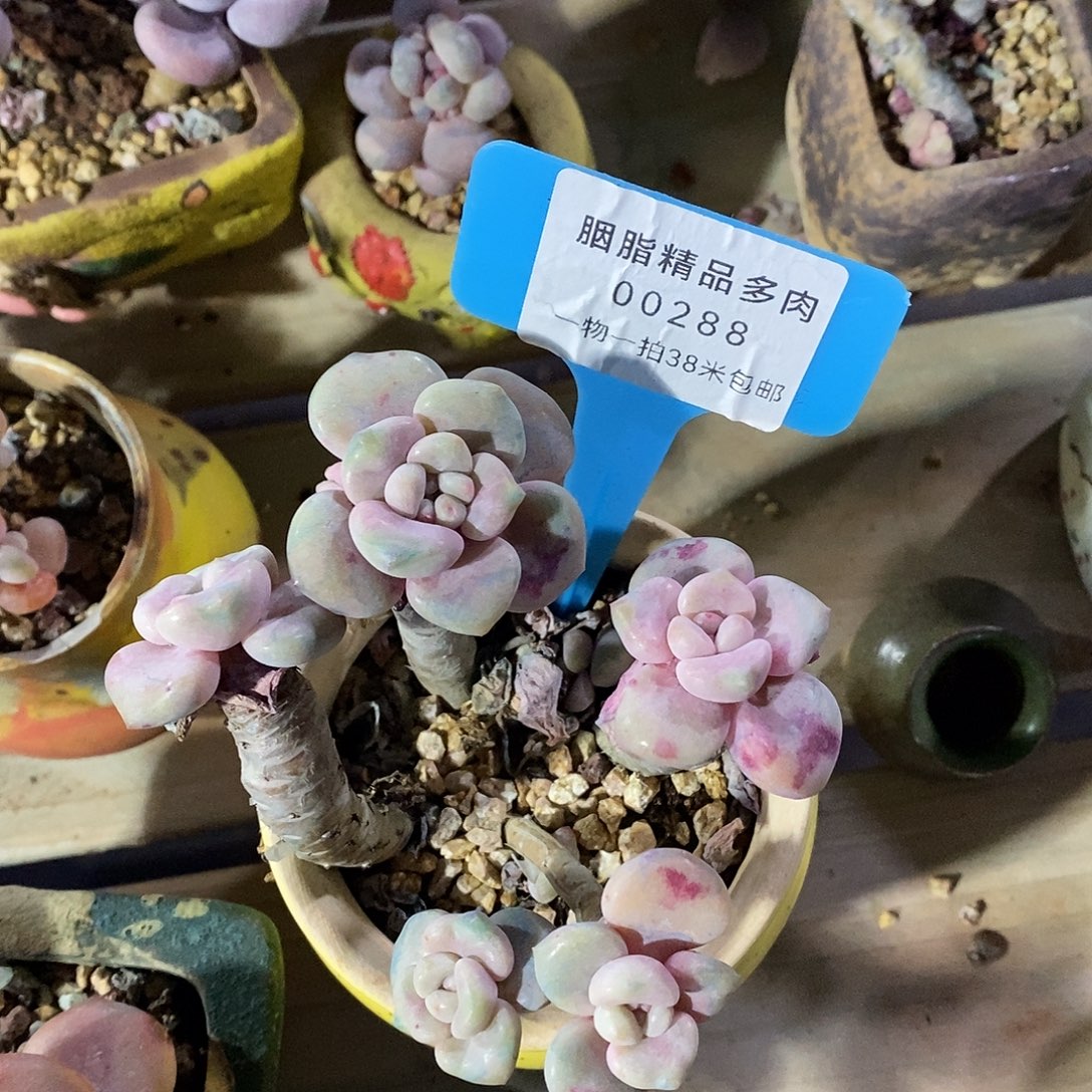 00288奥普空我哦魔芋