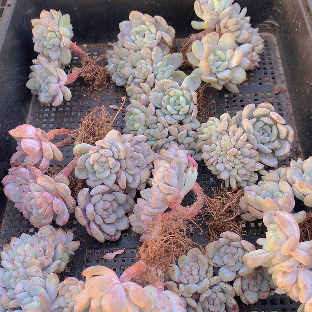 石榴紫朵缀化34678899900