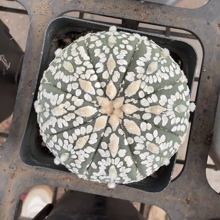 实生兜单头4仙人球