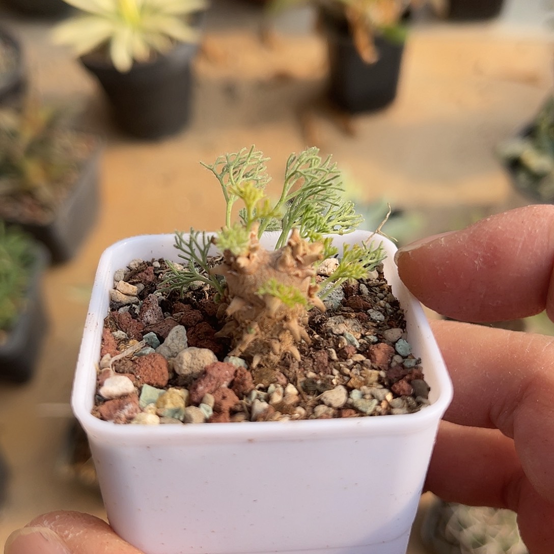 实生白皮月界一物一拍