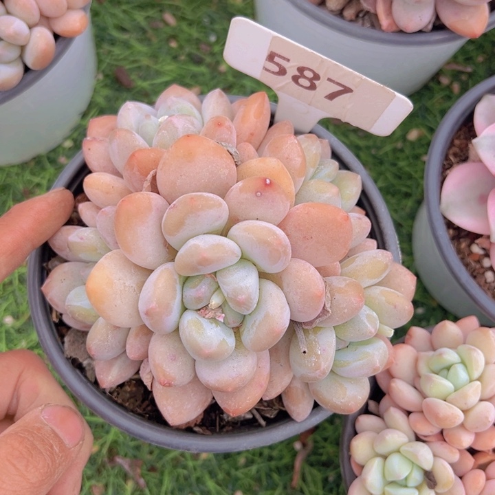 健健康康平平安安