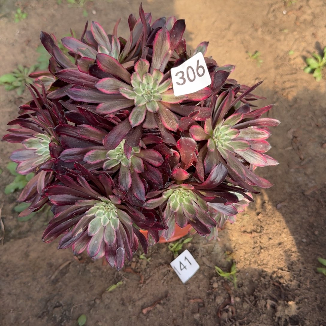 紫霞法师多肉306号法师多肉