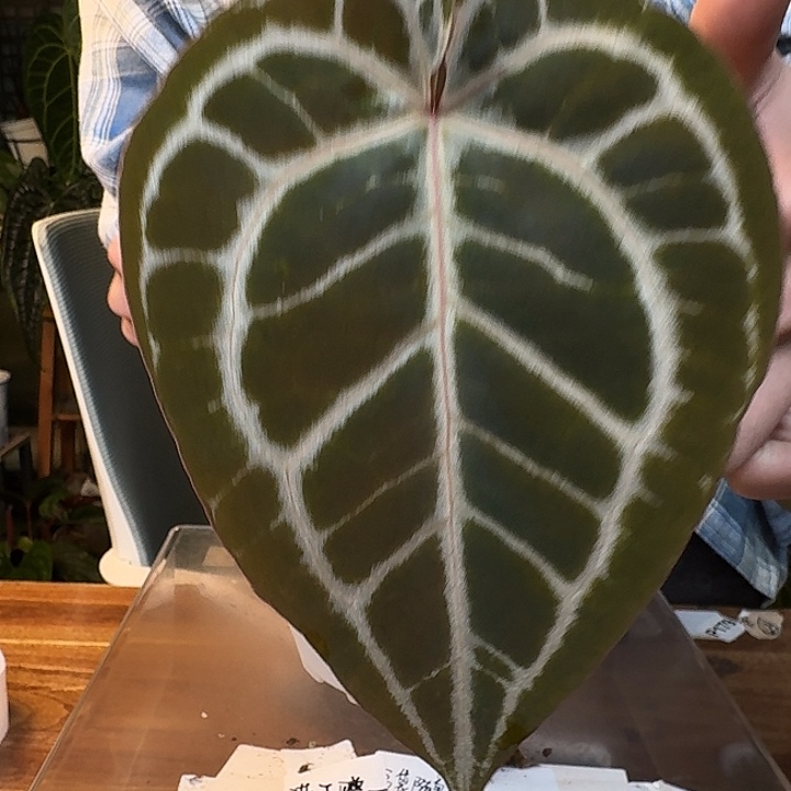 不开花植物J12nse杂skg小钻石