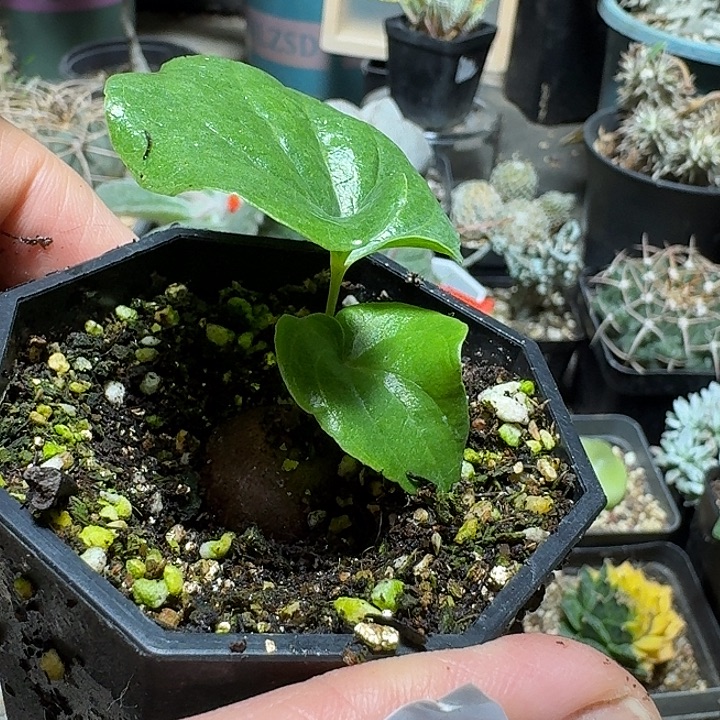 466南非龟甲龙带盆发货