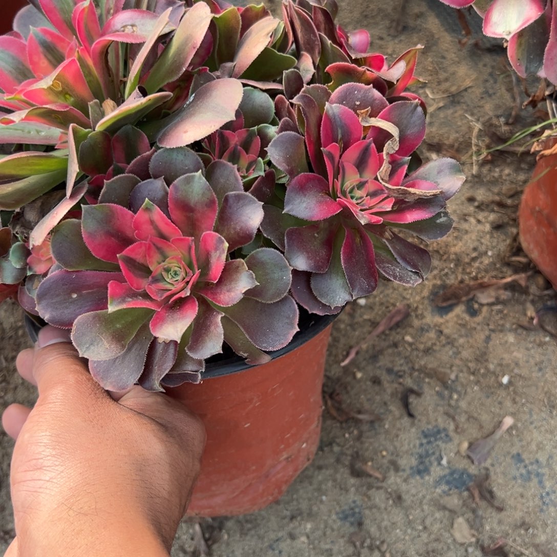 119香妃多肉植物法师