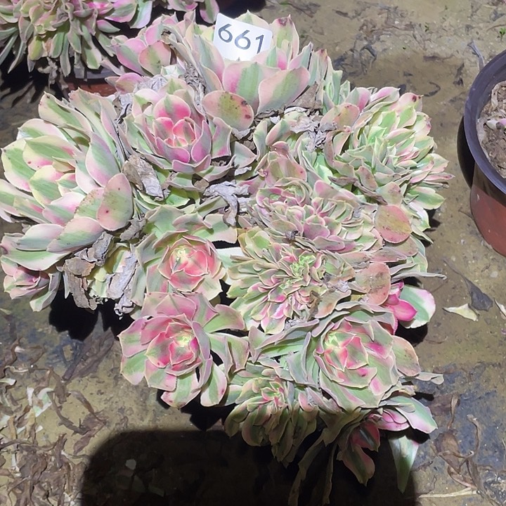 多肉植物断枝不包661女巫缀