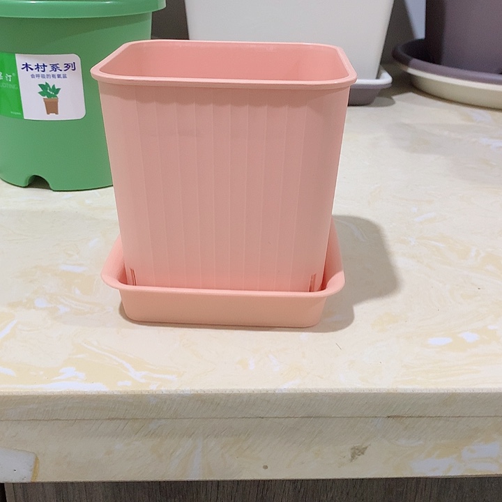 方口12粉5个带托