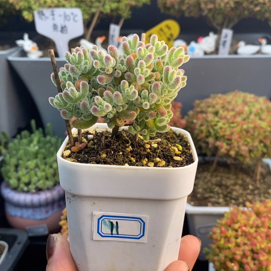 完全开放11号冰晶枝干（6.5cm）