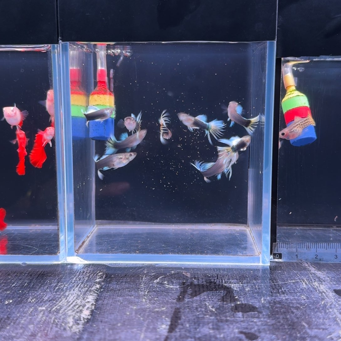 孔雀鱼黄礼服冠尾10条