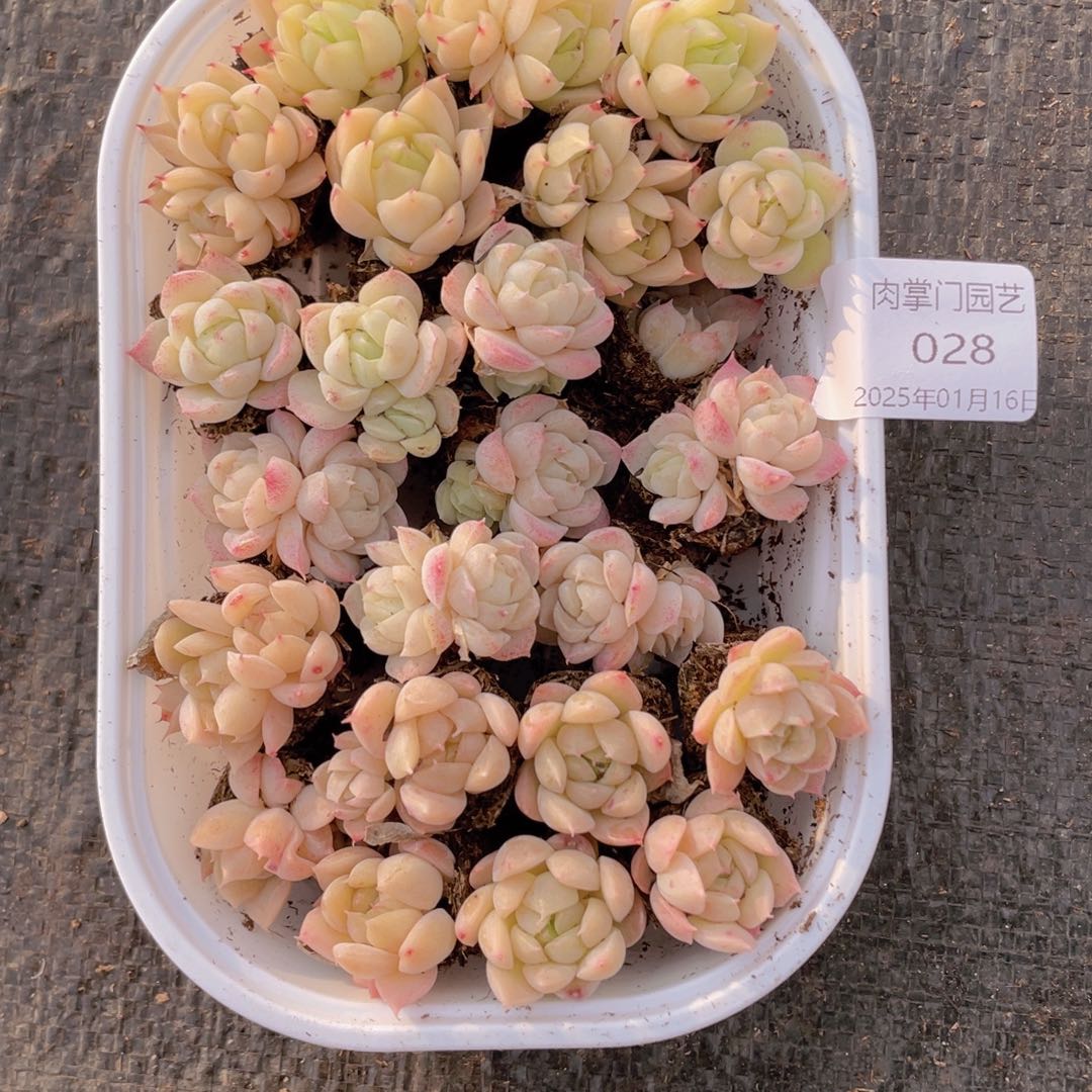 我们的生活方式是什么028