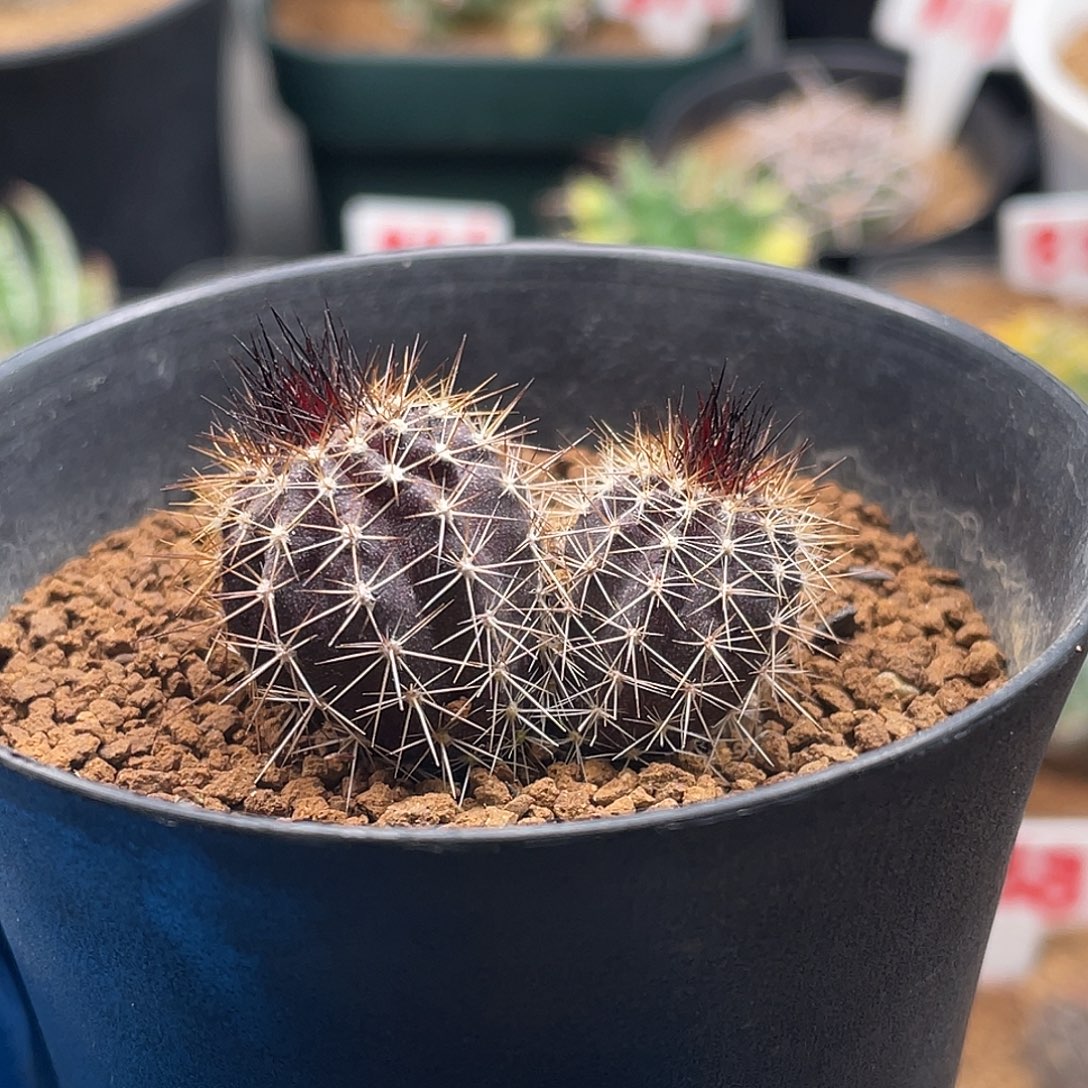 实生双头尤伯球仙人球