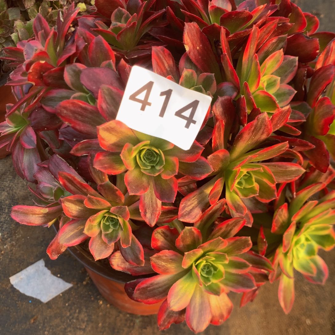 414安娜多肉植物