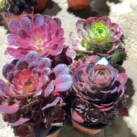 206多肉植物组合