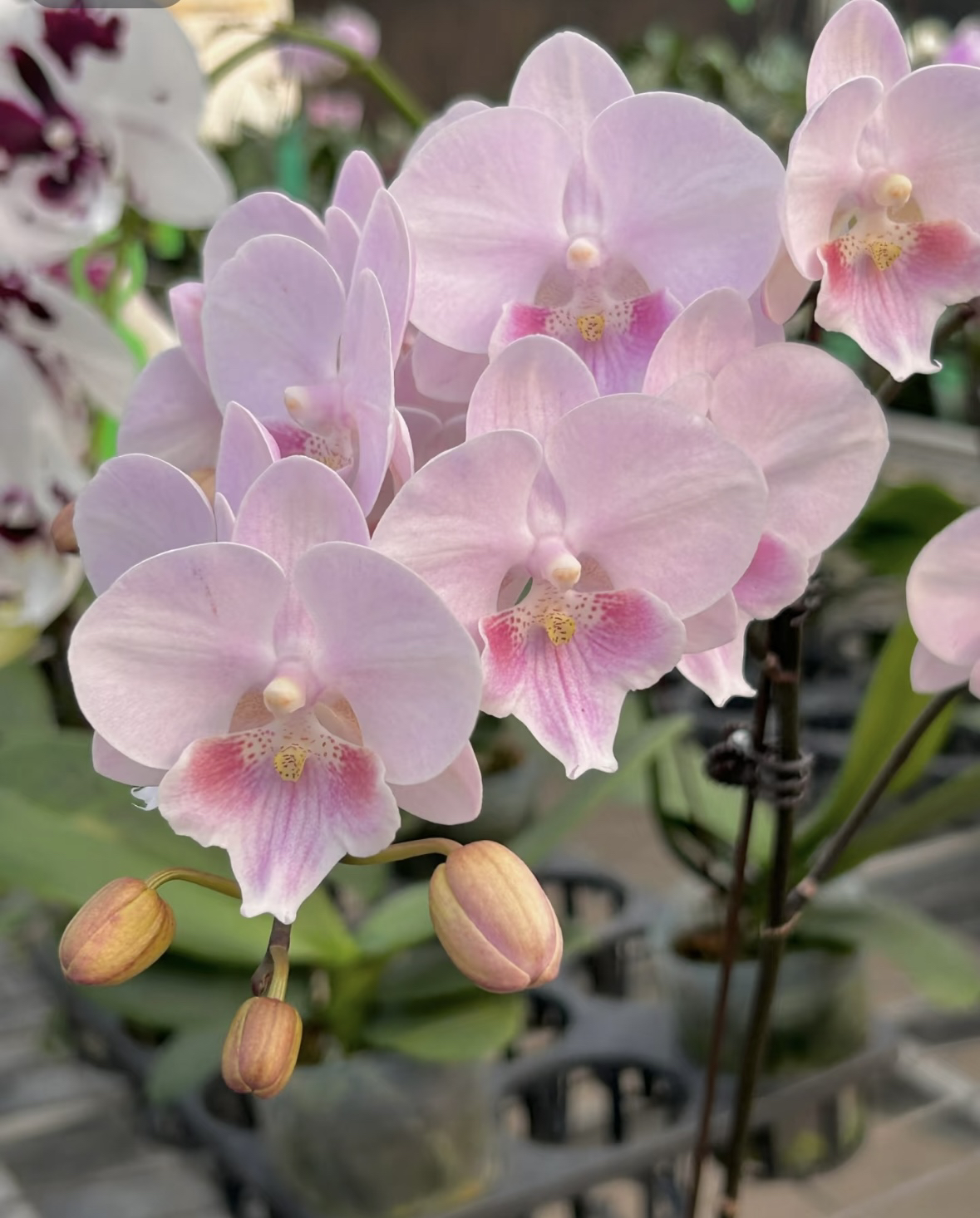 【粉娇娘】蝴蝶兰粉娇娘3.5寸未出梗发货（升杯4个月）