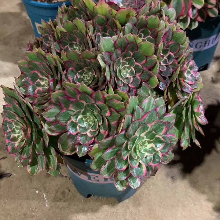 451莲花座多肉植物特价