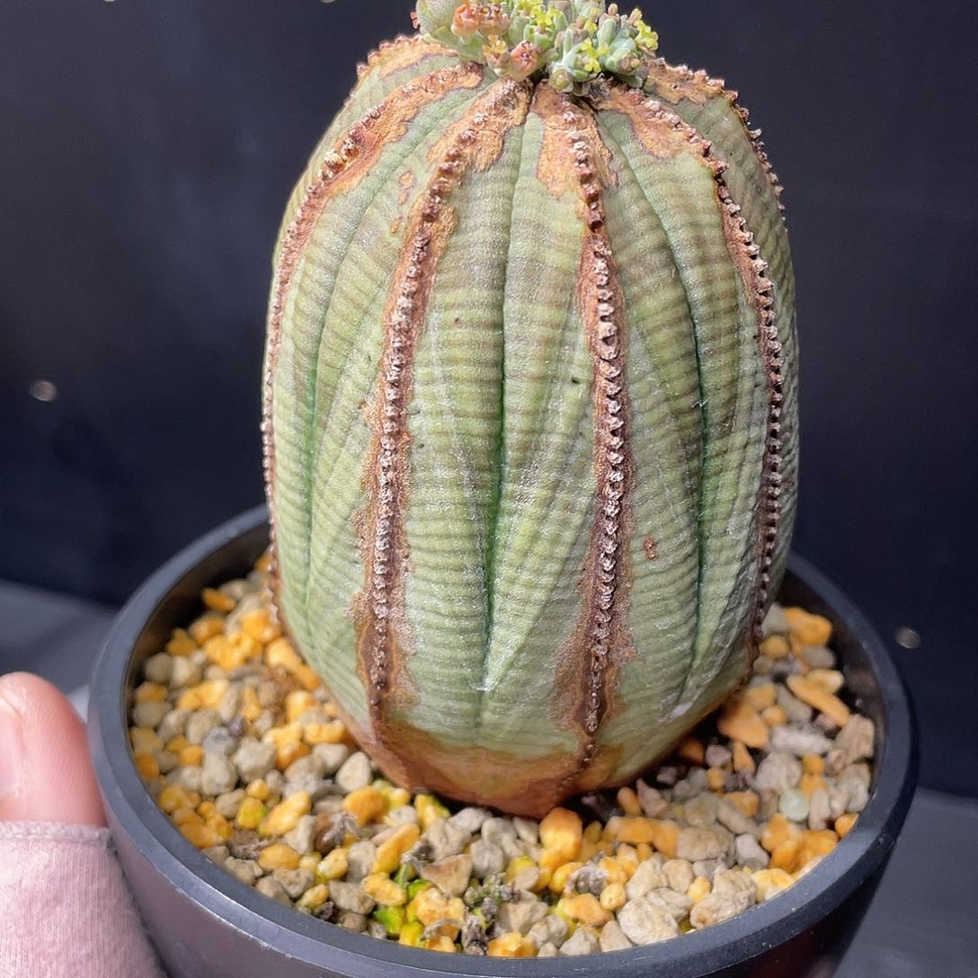 布纹球欧系实生养定