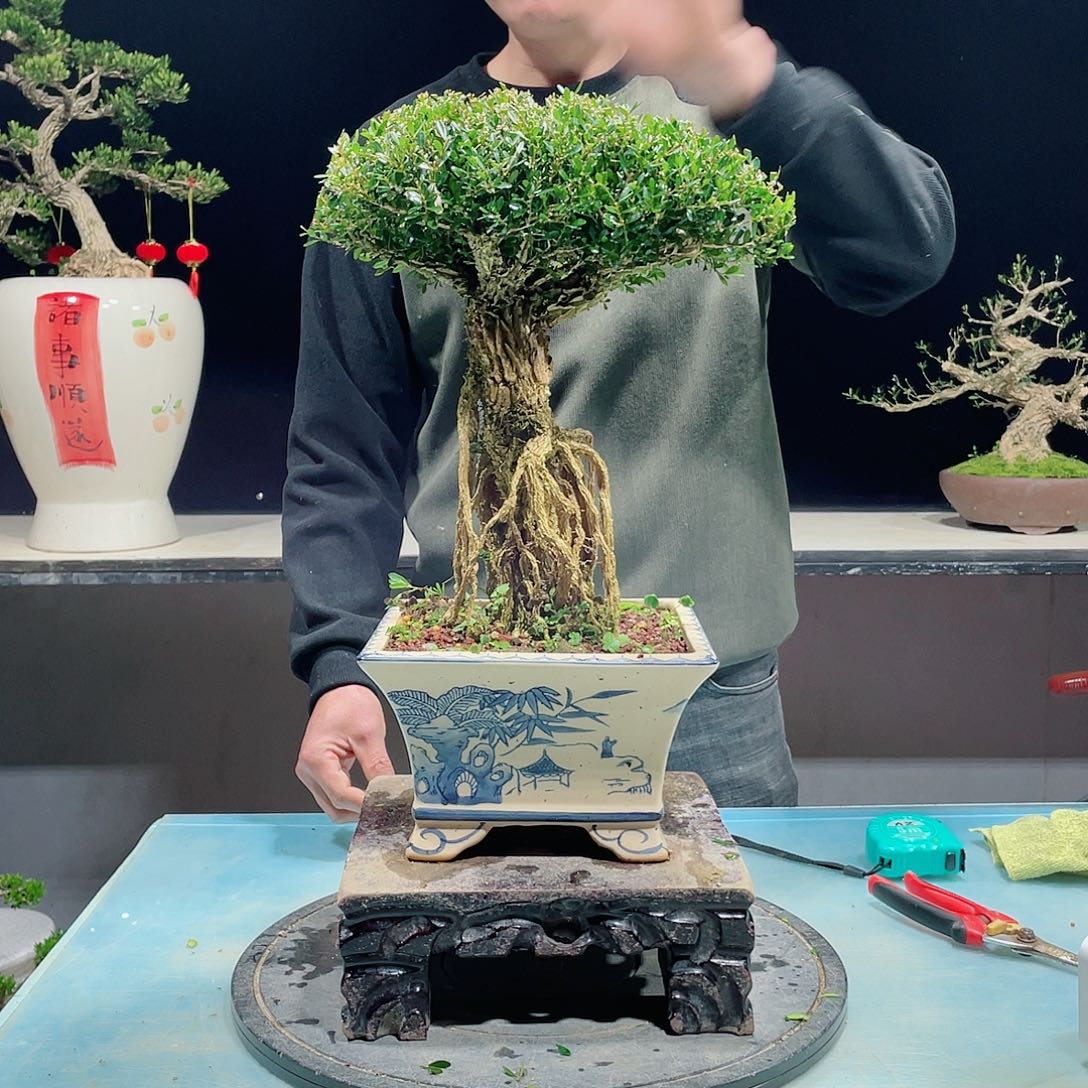 黄杨还有黄杨228