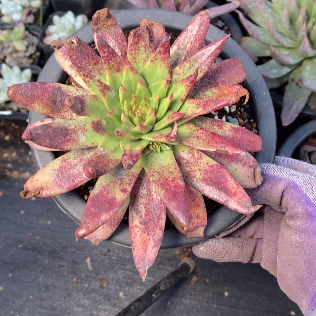 2094哈哈哈哈哈个哈哈哈哈哈哈