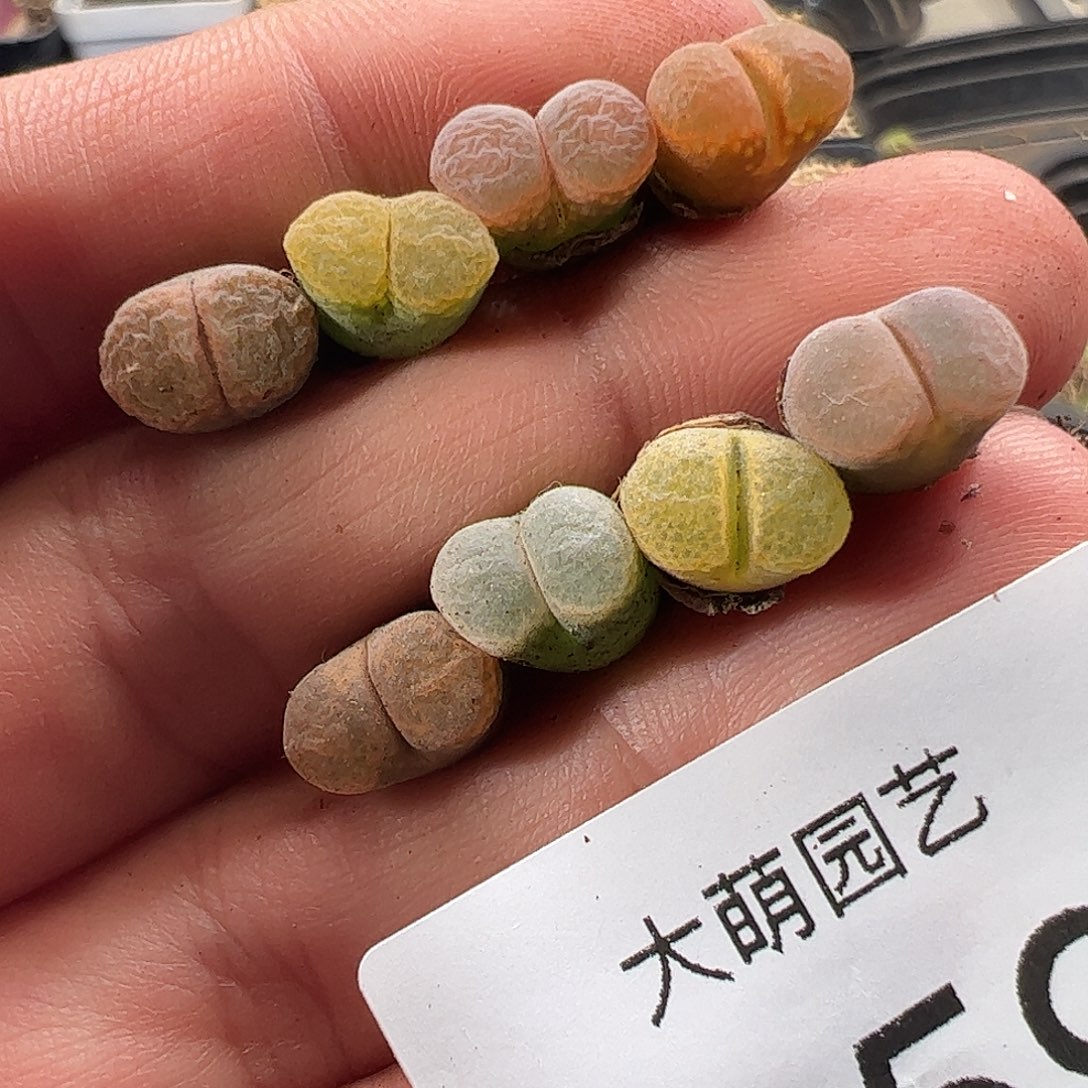 一物一拍。    959