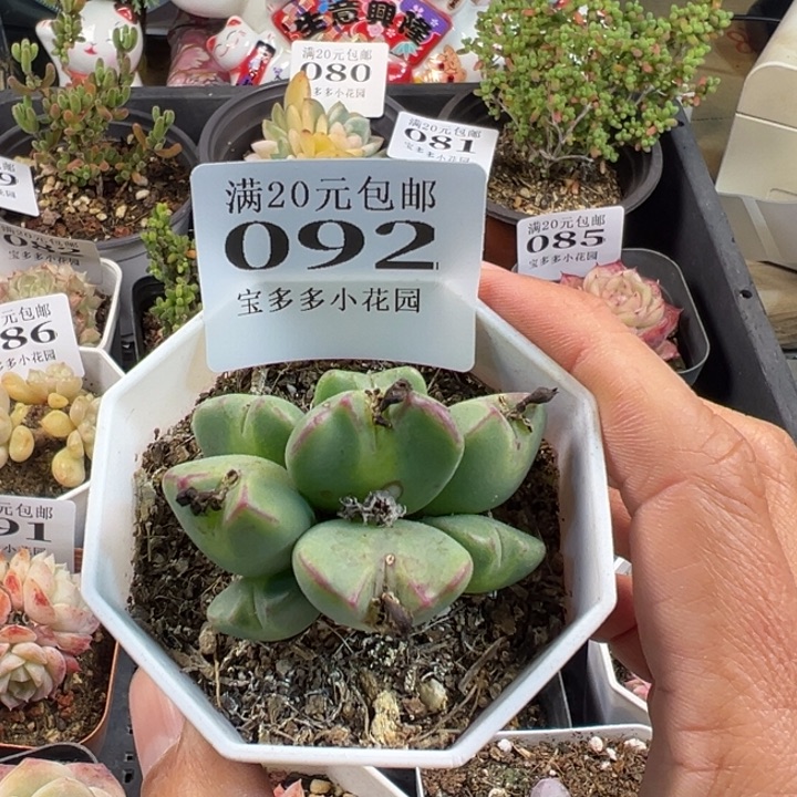 肉椎8头一物一拍多肉满20包邮