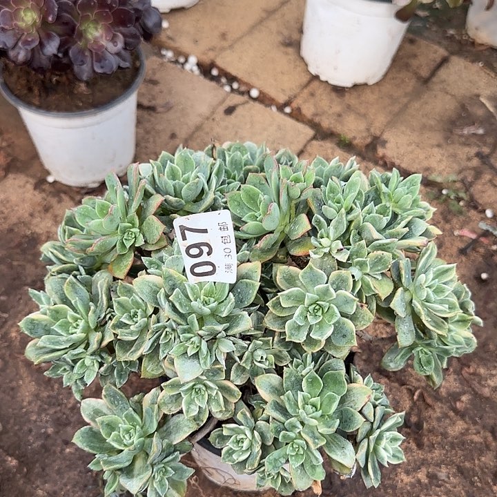 097。                  