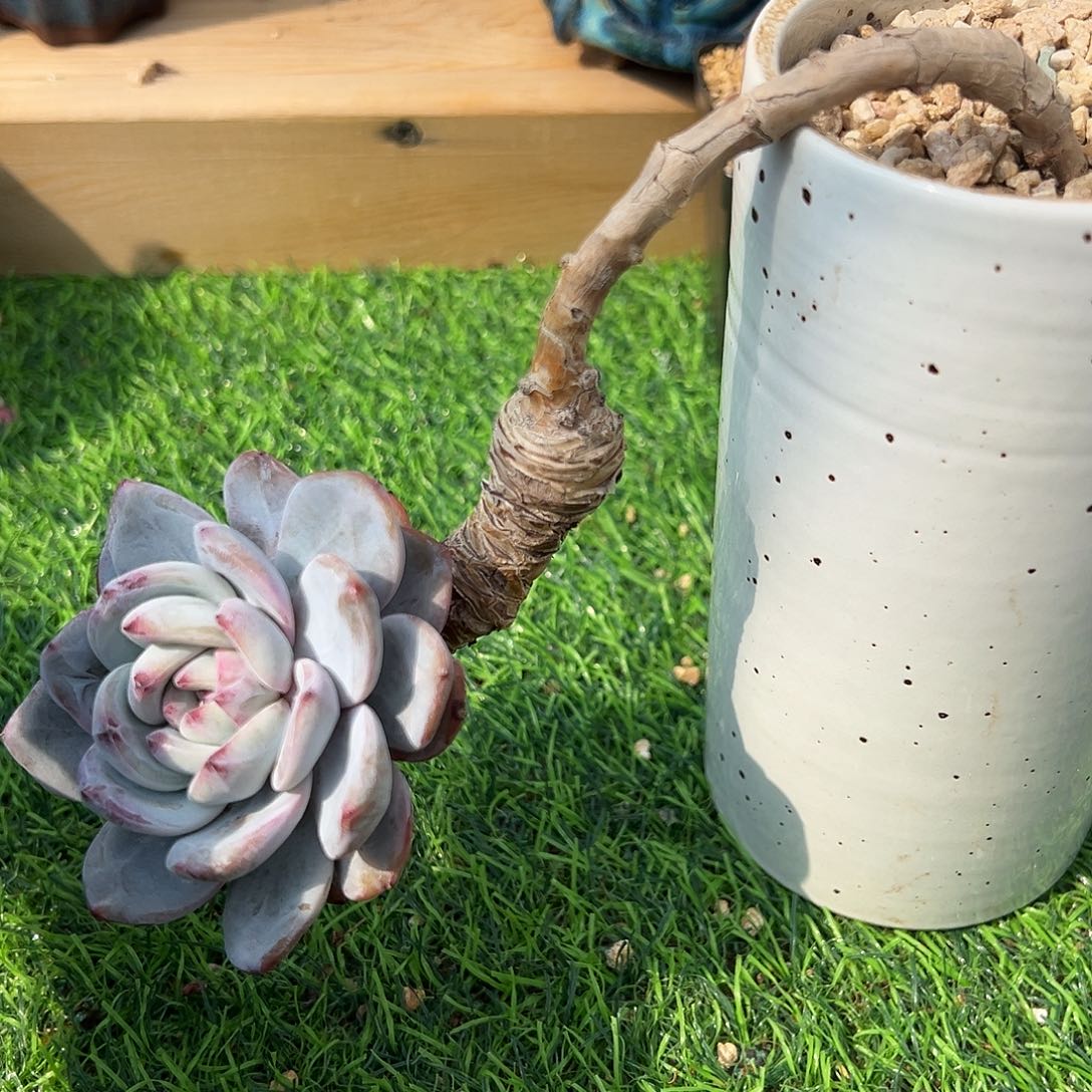 vhggfggffggggghhhgghg