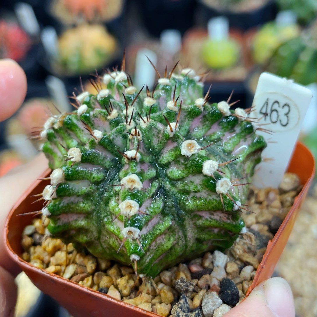 盆5公分满25包邮裸根发货