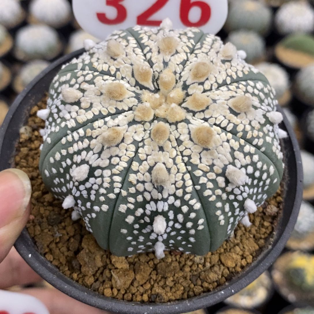 326海星长谷川皇冠奇迹兜