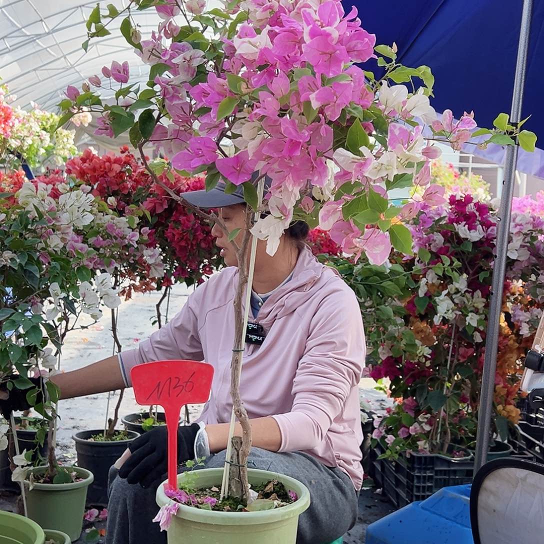 小***语大部分花苞少量开放M36广红樱