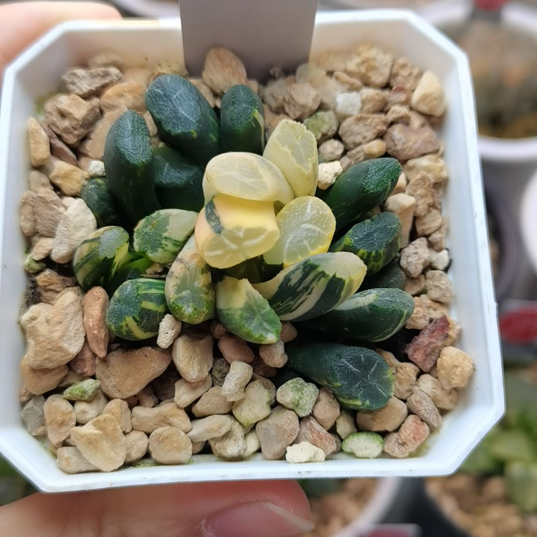 230号实生万象锦一物一拍带盆土发货