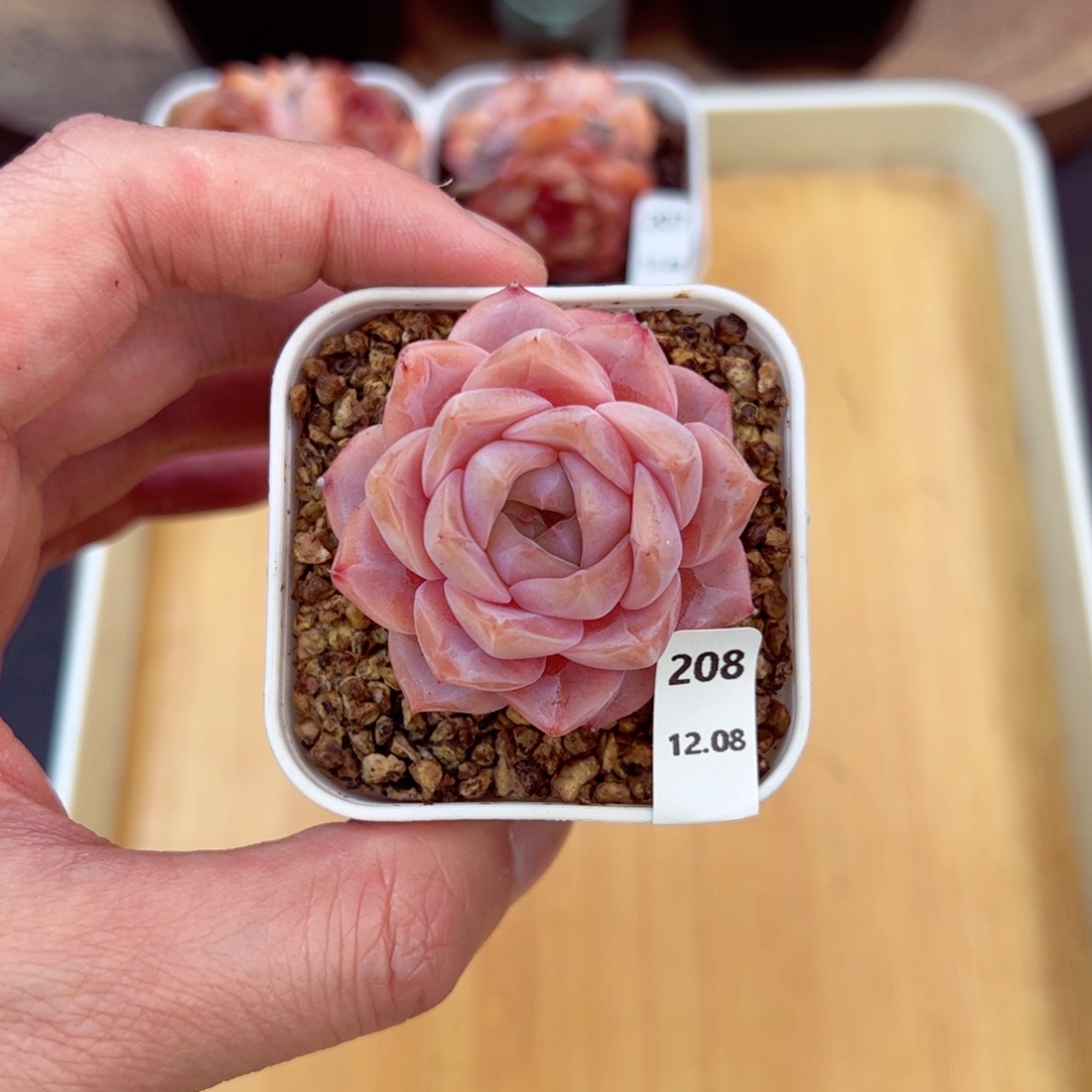 好好看208、哈哈哈哈