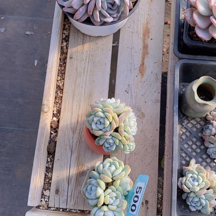 （***)500号冰玉群两颗一组