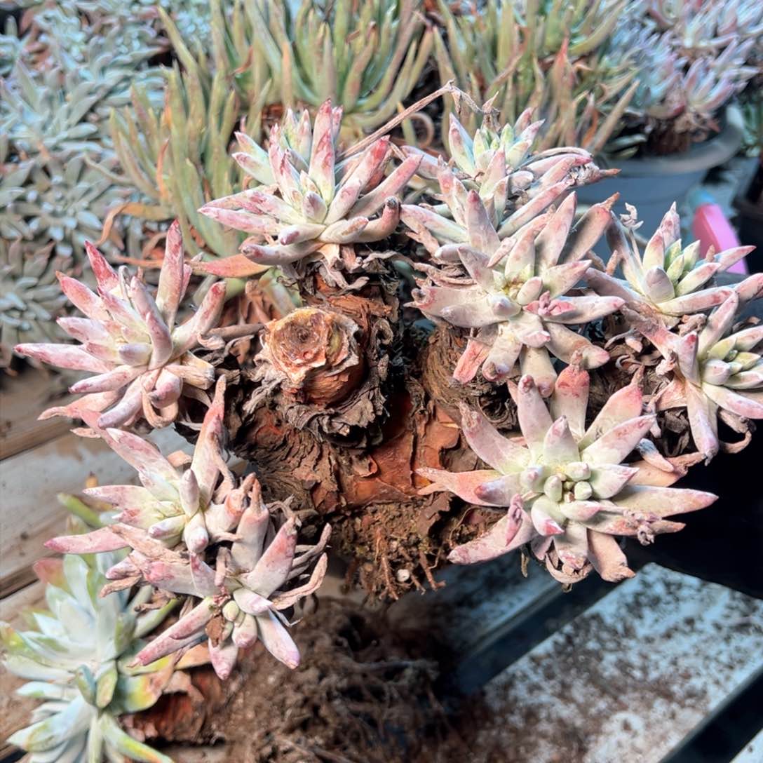 7595哈哈哈哈哈哈哈哈