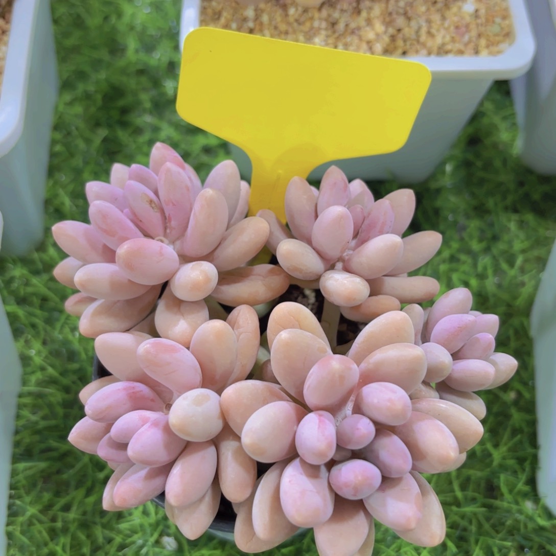 夏*我的小可爱们都好可爱