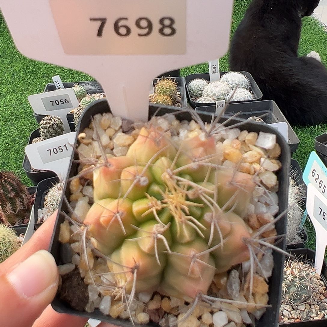 7698 波光龙有伤清货满 39 包邮，非偏远