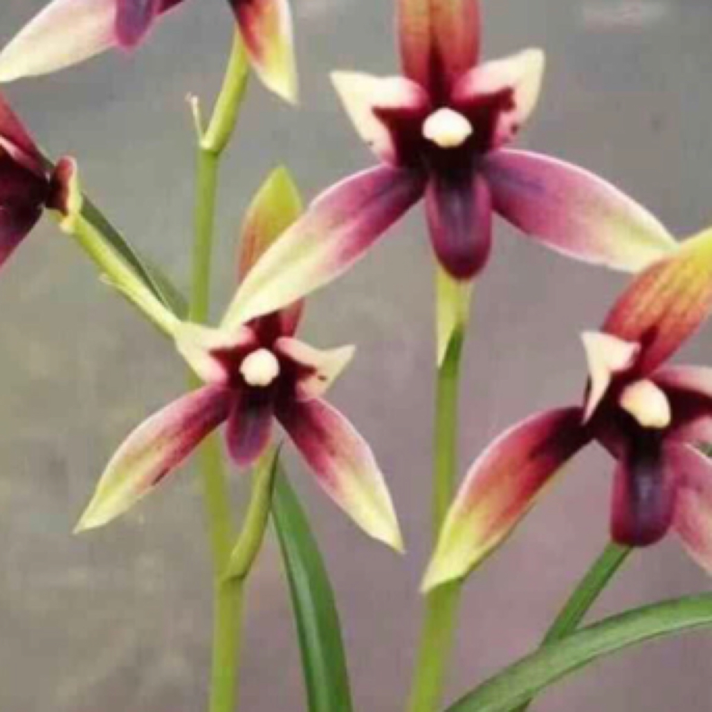 （船长兰苑）兰花精品直播一物一拍